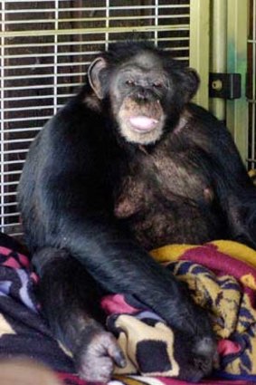 Travis, the chimpanzee which attacked Charla Nash. The chimp was a pet of Nash's friends and was put down after the 2009 attack.