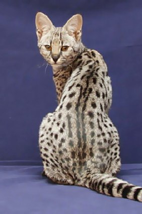 African serval