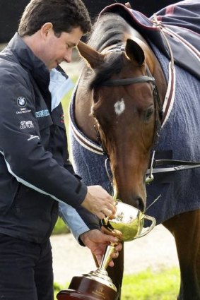 French trainer Mikel Delzangles feeds his 2011 Melbourne Cup winner Dunaden from the cup the day after the big race.