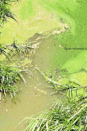 Blue-green algae in Fishery Creek near Maitland in NSW.