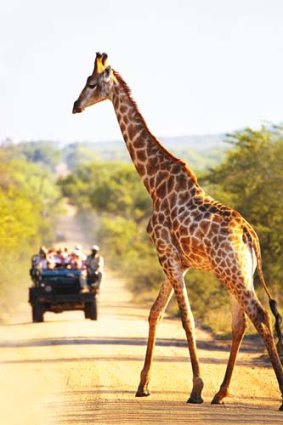Park here: A giraffe crosses the road.