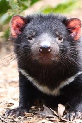 Threatened ... the Tasmanian devil.
