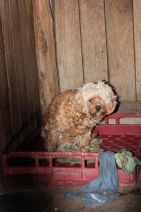 The RSPCA wants more funding to investigate the state's puppy farms.