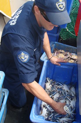 Queensland Boating and Fisheries Patrol officer inspecting crates of seized blue swimmer crabs.
