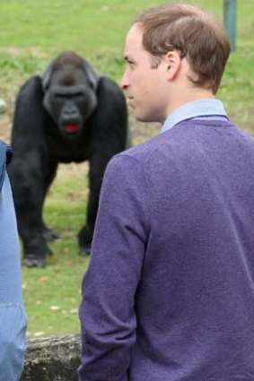 Prince William visits a gorilla during a visit to Port Lympne Wild Animal Park.