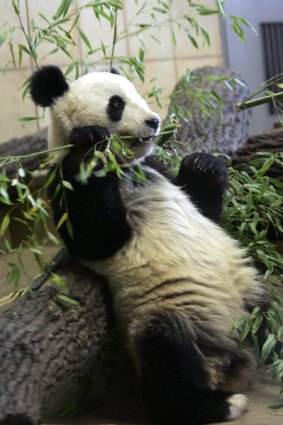 Fu Long enjoys a bamboo snack in his enclosure at Schoenbrunn Zoo.