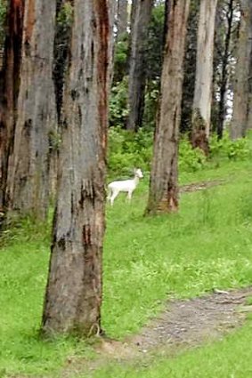The albino fallow deer on the side of Terrys Avenue in Belgrave.