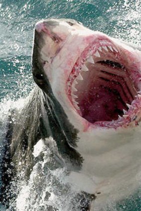 Great white sharks were first listed as protected in WA in 1997.