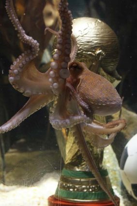 Germany's oracle octopus Paul.