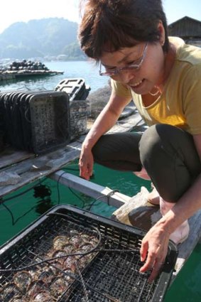Oysters being retrieved from the water.