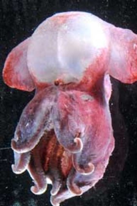 Scientists are studying the venom from this Antarctic octopus.