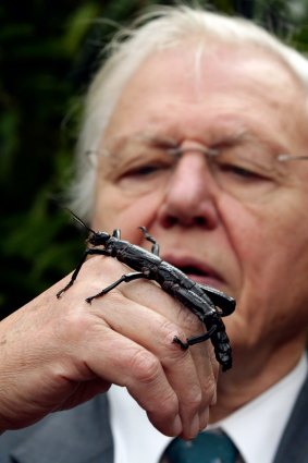Sir David Attenborough inspects a Lord Howe Island stick insect at Melbourne Zoo in 2012.