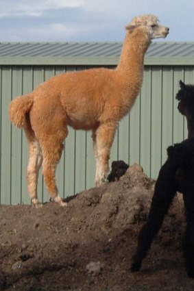 Alpacas Harrison (left) and Harley were beaten to death.