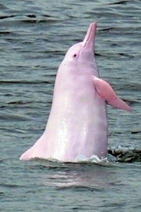 Facing extinction: Chinese white dolphins, also known as pink dolphins.