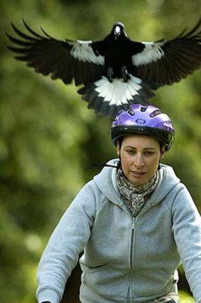 Feathered fury ... a cyclist being strafed by a magpie.