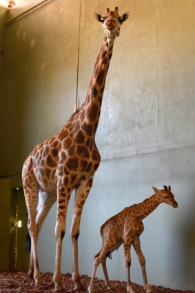 Baby giraffe Skye and her proud Mum Rosie at Australia Zoo.