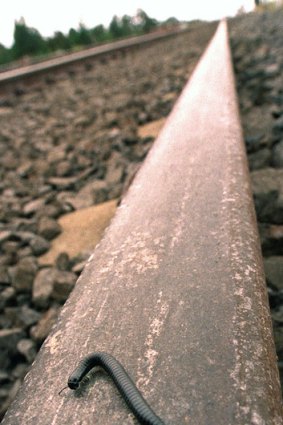 Millipedes on train tracks.. the latest drama for Perth commuters.