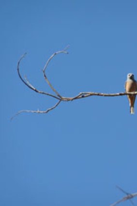A female White-browed Woodswallow.