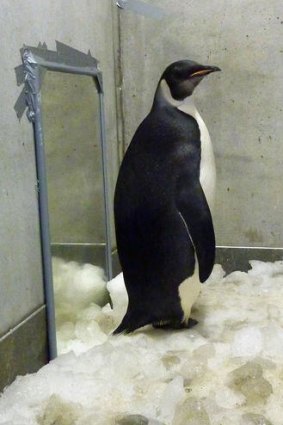 New Zealand's most famous penguin "Happy Feet" in his ice-lined, air conditioned room at Wellington Zoo's hospital.