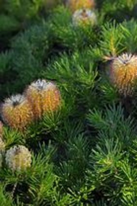 <i>Banksia Spinulosa</i> 'Birthday Candles'.