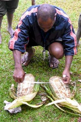 Botanist Michael Lovave inspecting wild pandanus fruit.