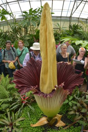 The corpse flower in bloom at Melbourne's Botanic Gardens.