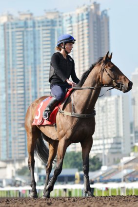 Ready and able... Jockey Craig Williams believes Alcopop is raring to to perform at the Hong Kong Cup.
