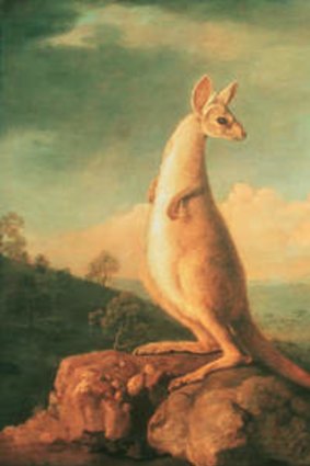 A portrait of the Kongouro (Kangaroo) from New Holland, by George Stubbs