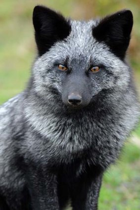Exotic import: The silver fox.