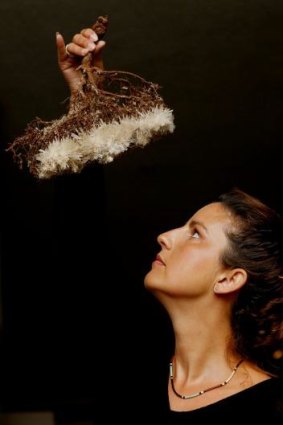 Nicole Foreshew studies gypsum crystals growing on vegetation in the Australian Museum.