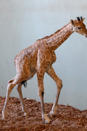 Skye, the baby giraffe, born at Australia Zoo on Wednesday.