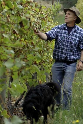 Different drop . . . Hahndorf Hill Winery Winemaker Larry Jacobs in his vineyard.