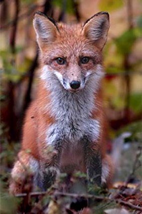 Survival specialist: The non-native urban fox.
