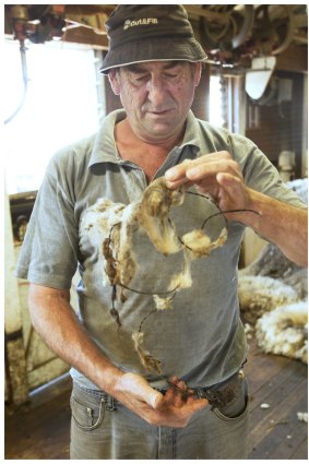 Farmhand Leon Hueppauff shows the barbed wire that was stuck in the wool.