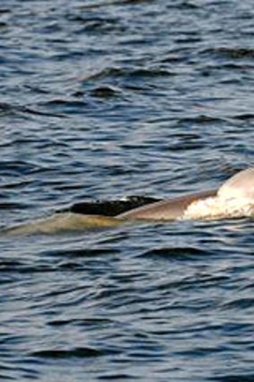 The newest dolphin calf in the Swan Canning Riverpark has been named.
