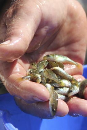 Some of the Murray Cod fingerlings that were released into Gungahlin Pond as part of the ACT Fish Stocking Plan.