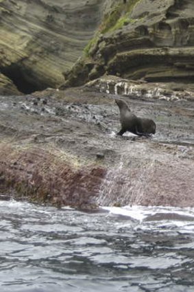 A seal basks on rocks at Cape Bridgewater.
