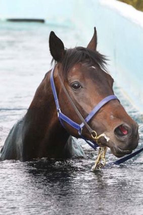 Not flashy but fast ... Pierro takes an afternoon swim at Randwick recently. The unbeaten colt contests the group 2 Stutt Stakes at Moonee Valley tonight.