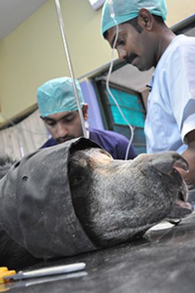 Freedom  ... Raju the Indian bear  has his rope removed.