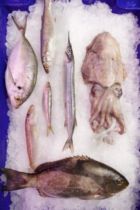 Black bream (bottom), yellow-eye mullet (top), silver trevally (far left), garfish (pointy nose), sardine (smallest), silver whiting (second from left) and cuttlefish.