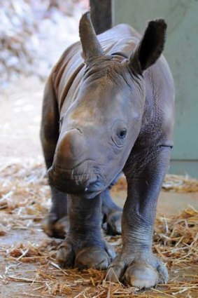 Australia Zoo's new white rhino.