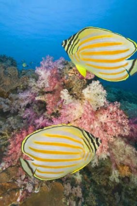 Butterflyfish swim over a soft coral reef.