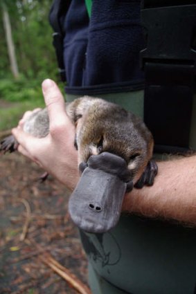 This platypus is in safe hands.