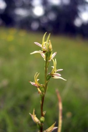 The Prasophyllum petilum or Tarengo Leek Orchid