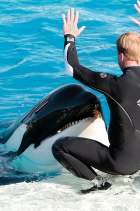 A trainer interacts with one of SeaWorld's killer whales during a show in San Diego.