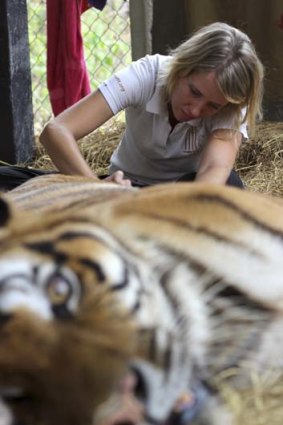 Lucy Clark caring for an injured tiger.