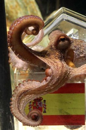 Star of the show ... Paul the octopus could be heading to Spain.