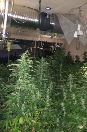 Huge haul ... Police allegedly located 340 cannabis plants, with an estimated potential street value of $1 million, being cultivated in an industrial unit at Wetherill Park.