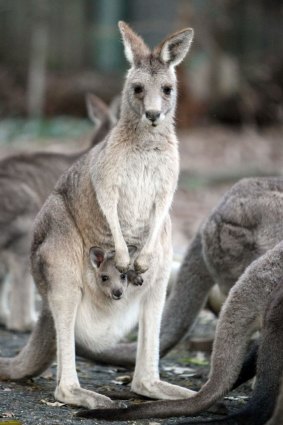 More than 1600 kangaroos will be shot as part of the cull.
