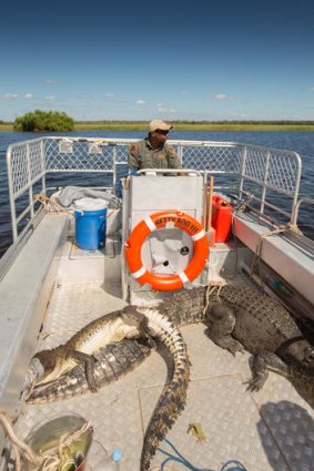 "Humbugging crocs": Kakadu ranger Joseph May on Betty Boo III with crocs that have been caught on Djabiluka Lagoon.